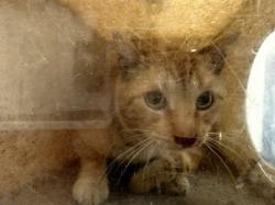 Shelter Stray Male Cat last seen , 3201 Lacy St, Los Angeles, CA 90031, USA