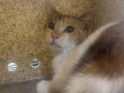 Shelter Stray Female Cat last seen , 3201 Lacy St, Los Angeles, CA 90031, USA