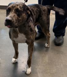 Shelter Stray Male Dog last seen , West Valley Animal Shelter, 20655 Plummer St, Chatsworth, CA 91311, USA