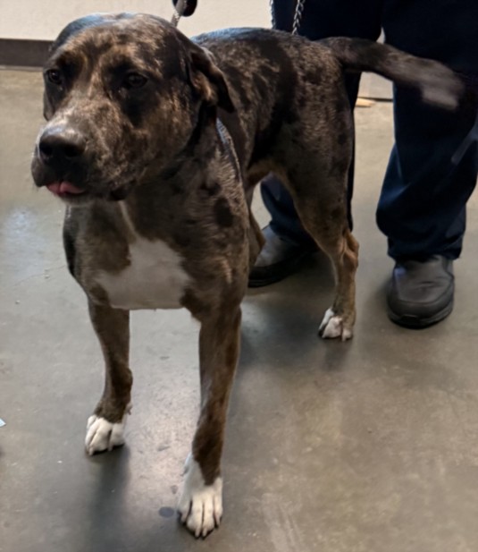 Shelter Stray Male Dog last seen , West Valley Animal Shelter, 20655 Plummer St, Chatsworth, CA 91311, USA