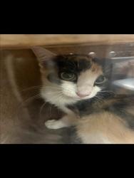 Shelter Stray Unknown Cat last seen , West Valley Animal Shelter, 20655 Plummer St, Chatsworth, CA 91311, USA