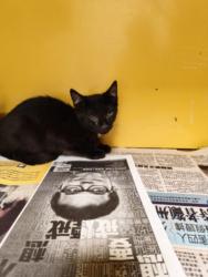 Shelter Stray Male Cat last seen , 3201 Lacy St, Los Angeles, CA 90031, USA