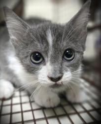 Shelter Stray Female Cat last seen , 3201 Lacy St, Los Angeles, CA 90031, USA