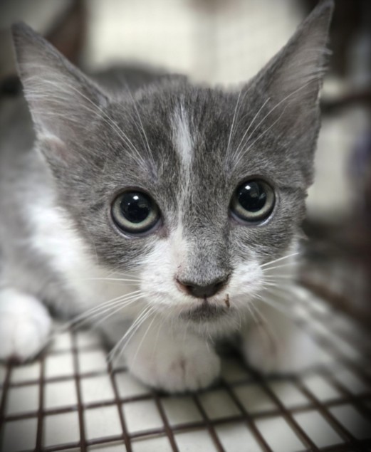 Shelter Stray Female Cat last seen , 3201 Lacy St, Los Angeles, CA 90031, USA