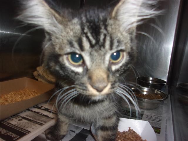 Shelter Stray Female Cat last seen , 14409 Vanowen St, Van Nuys, CA 91405, USA