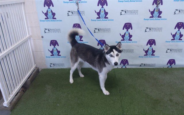 Shelter Stray Female Dog last seen , 2769 Conroy Rd, Orlando, FL 32839, USA