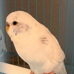 Shelter Stray Unknown Bird last seen Near BLOCK E CHEYENNE AVE, LAS VEGAS NV 89115, 655 N Mojave Rd, Las Vegas, NV 89101, USA