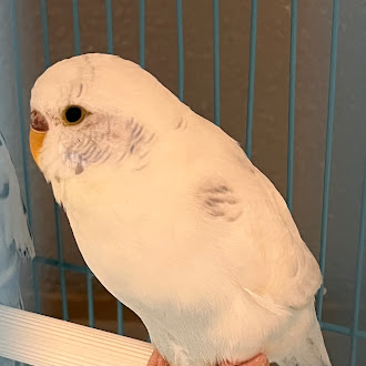 Shelter Stray Unknown Bird last seen Near BLOCK E CHEYENNE AVE, LAS VEGAS NV 89115, 655 N Mojave Rd, Las Vegas, NV 89101, USA