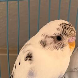 Shelter Stray Unknown Bird last seen Near BLOCK E CHEYENNE AVE, LAS VEGAS NV 89115, 655 N Mojave Rd, Las Vegas, NV 89101, USA