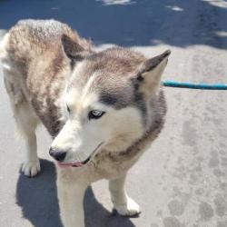 Shelter Stray Female Dog last seen Near BLOCK TARNOW ST, DETROIT MI 48210, 7401 Chrysler Dr, Detroit, MI 48211, USA
