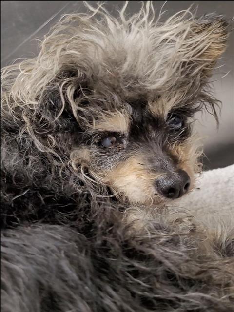 Shelter Stray Female Dog last seen , 1850 W 60th St, Los Angeles, CA 90047, USA