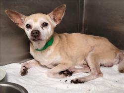 Shelter Stray Male Dog last seen , 1850 W 60th St, Los Angeles, CA 90047, USA