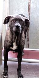 Shelter Stray Female Dog last seen , 1850 W 60th St, Los Angeles, CA 90047, USA