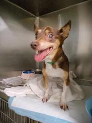 Shelter Stray Male Dog last seen , 1850 W 60th St, Los Angeles, CA 90047, USA