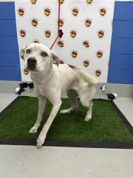 Shelter Stray Female Dog last seen ELIZABETH AVENUE, 19640 Dogpatch Ln, Land O' Lakes, FL 34638, USA