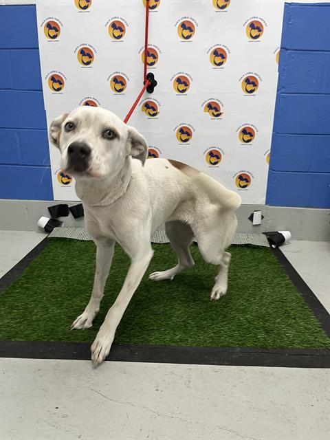 Shelter Stray Female Dog last seen ELIZABETH AVENUE, 19640 Dogpatch Ln, Land O' Lakes, FL 34638, USA