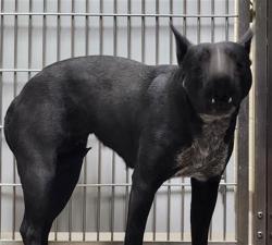 Shelter Stray Unknown Dog last seen Near BLOCK N VERBENA ST, DENVER CO 80220, 1241 W Bayaud Ave, Denver, CO 80223, USA