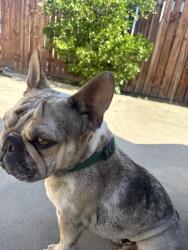 Reunited Male Dog last seen Near sunnymeadows dr and park valley dr or near sunnymeadows elementary school , Moreno Valley, CA 92553
