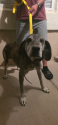 Found/Stray Male Dog last seen Jessica Dr. and Bailey Way, Rio Rancho, NM 87144