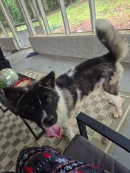 Found/Stray Male Dog last seen Near way stop, McDonough, GA 30253