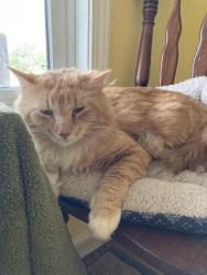 Lost Male Cat last seen Wickford Dr. & Wickford Ln, Peachtree Corners, GA 30096
