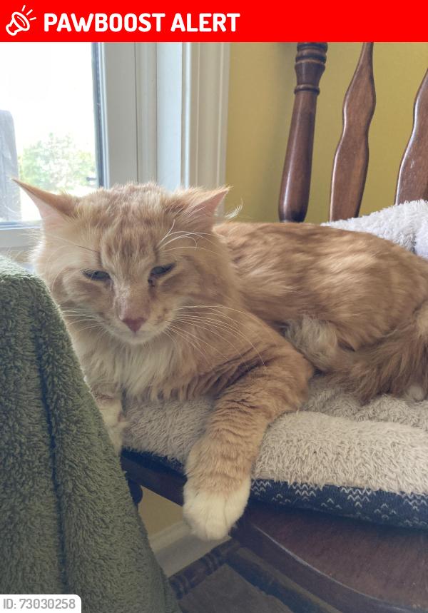 Lost Male Cat last seen Wickford Dr. & Wickford Ln, Peachtree Corners, GA 30096