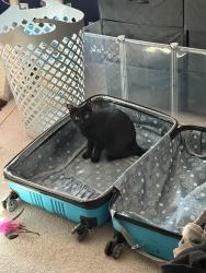 Lost Female Cat last seen N mount Vernon Cir, Bensalem, PA 19020