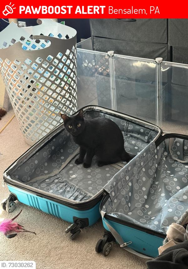 Lost Female Cat last seen N mount Vernon Cir, Bensalem, PA 19020