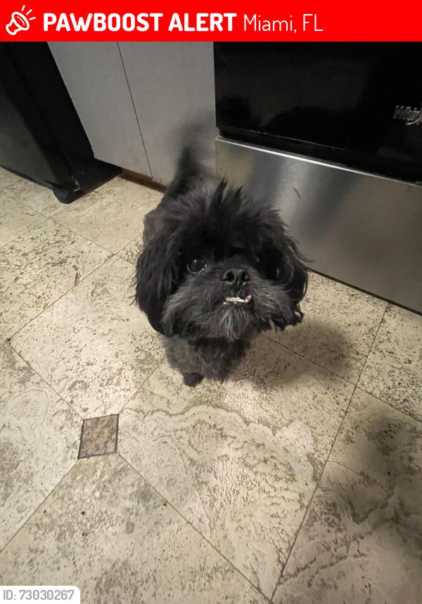 Lost Male Dog last seen Between 69th terrace &30th ave , Miami, FL 33147