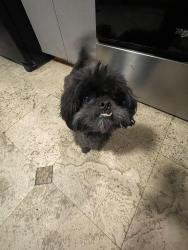 Lost Male Dog last seen Between 69th terrace &30th ave , Miami, FL 33147