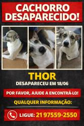Lost Male Dog last seen Rua Amâncio Bezerra 130 c Apt 201, Irajá, RJ 