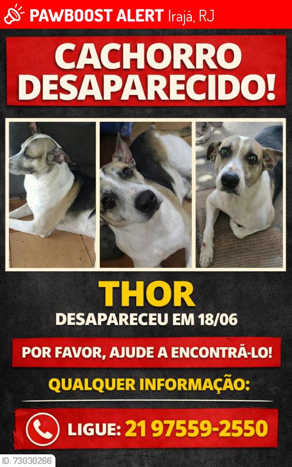 Lost Male Dog last seen Rua Amâncio Bezerra 130 c Apt 201, Irajá, RJ 