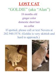 Lost Male Cat last seen Near , Atlanta, GA 30341