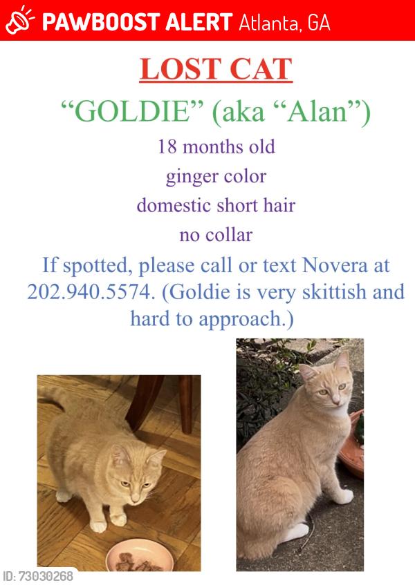 Lost Male Cat last seen Near , Atlanta, GA 30341
