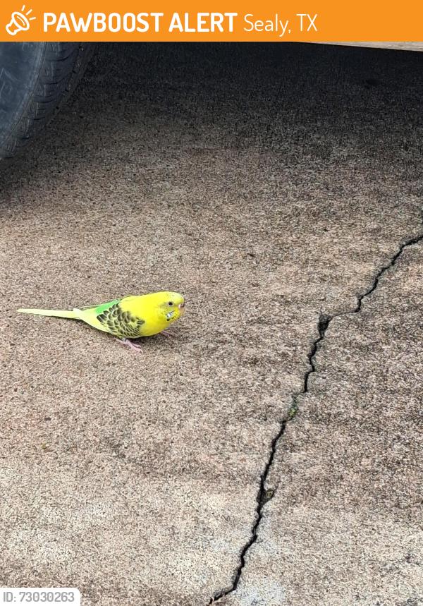 Found/Stray Unknown Bird last seen whispering oaks apmt, Sealy, TX 77474