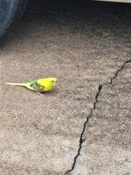 Found/Stray Unknown Bird last seen whispering oaks apmt, Sealy, TX 77474
