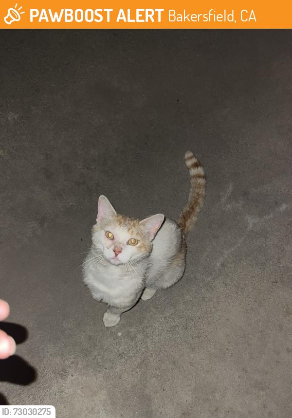 Found/Stray Male Cat last seen Union and irene st, Bakersfield, CA 93305
