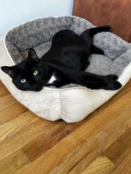 Reunited Male Cat last seen Bell blvd and 73rd Ave , Queens, NY 11364