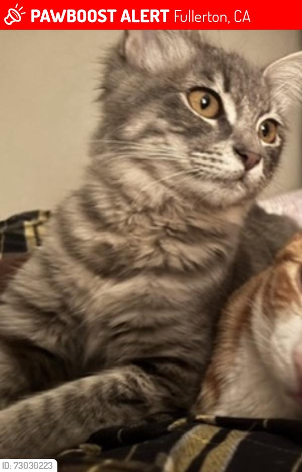 Lost Female Cat last seen Craig Regional Park, Fullerton, CA 92835