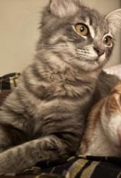 Lost Female Cat last seen Craig Regional Park, Fullerton, CA 92835