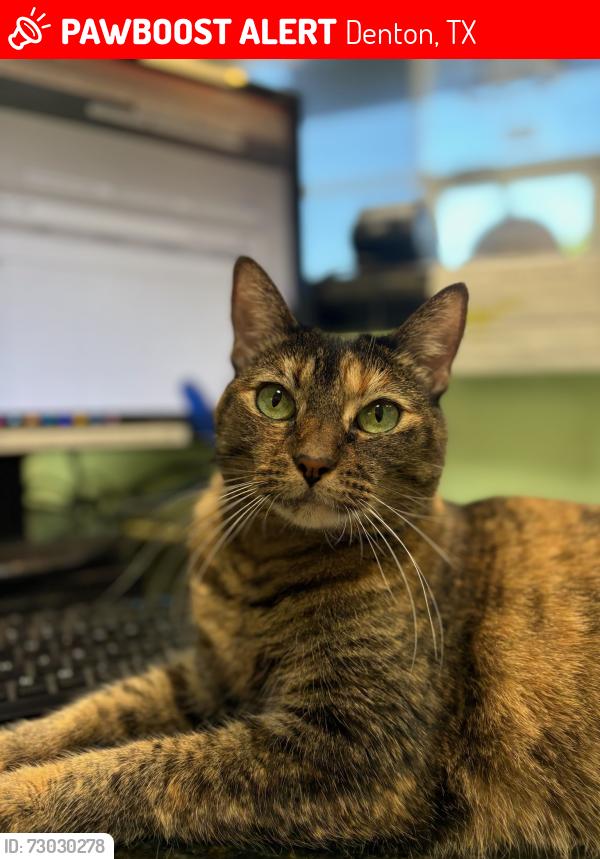 Lost Female Cat last seen Denton TX, Denton, TX 76209