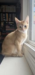 Found/Stray Male Cat last seen Collingwood Marketplace , Edmonton, AB T5T