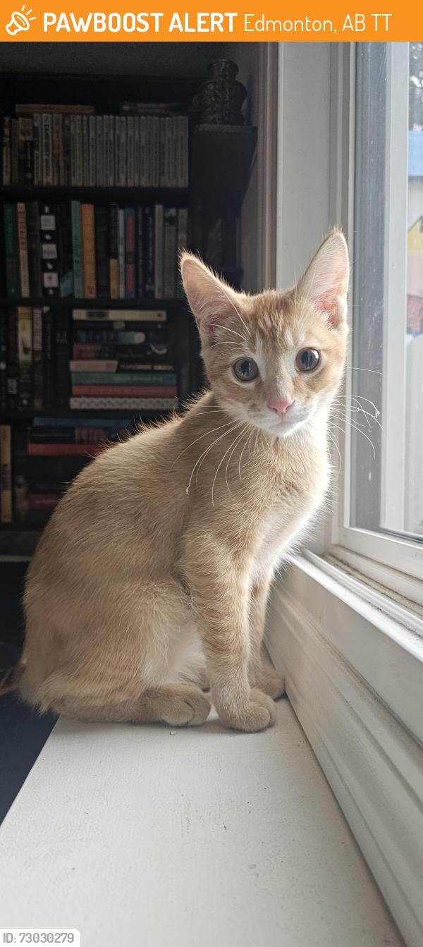 Found/Stray Male Cat last seen Collingwood Marketplace , Edmonton, AB T5T