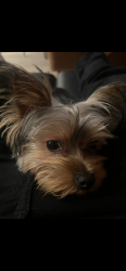 Reunited Male Dog last seen Ran out my apmt door across Santa Anita Mall, Arcadia, CA 91006