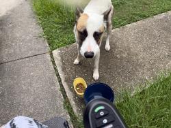 Found/Stray Male Dog last seen Cashel springs apmts, Houston, TX 77069