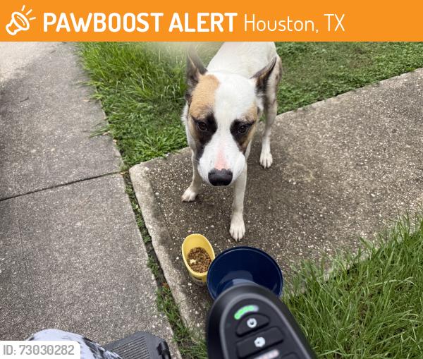 Found/Stray Male Dog last seen Cashel springs apmts, Houston, TX 77069