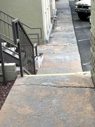 Found/Stray Unknown Cat last seen Wyoming and Candelaria, Albuquerque, NM 87112
