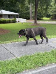 Found/Stray Male Dog last seen Near Brownsville Rd Powder Springs, GA  30127 United Stated. He’s across the street from here behind the hse in the woods. , Powder Springs, GA 30127