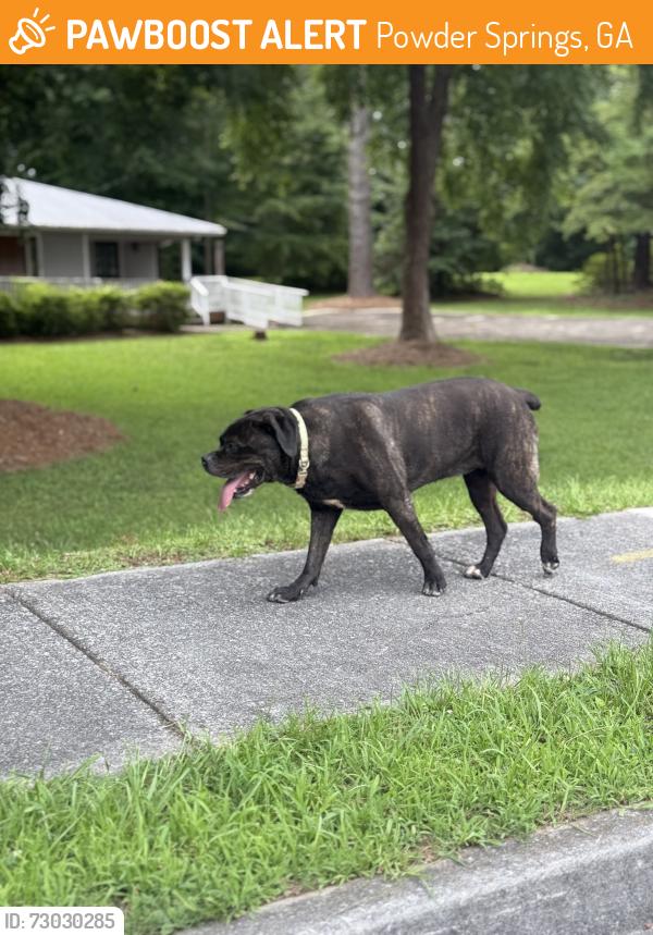 Found/Stray Male Dog last seen Near Brownsville Rd Powder Springs, GA  30127 United Stated. He’s across the street from here behind the hse in the woods. , Powder Springs, GA 30127