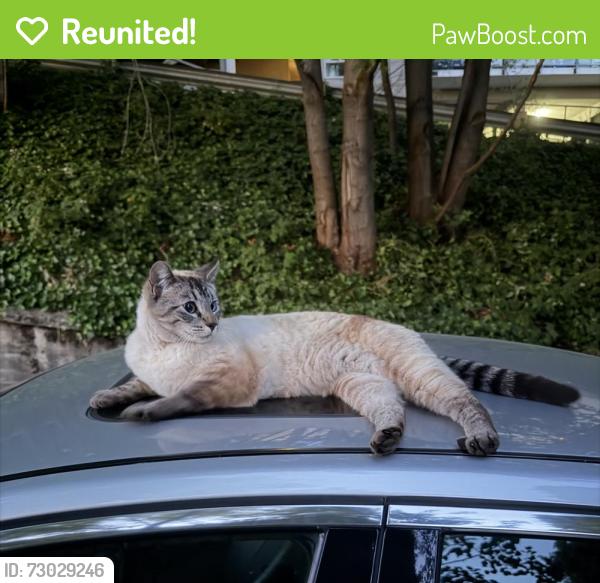 Reunited Female Cat last seen Cul-de-sac of N 46th St, Seattle, WA 98103
